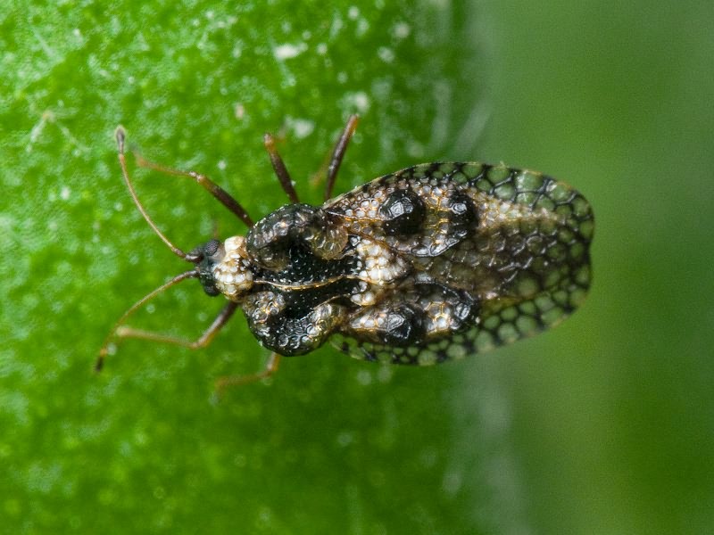 Dictyla rotundata (Herrich-Schäffer, 1835)